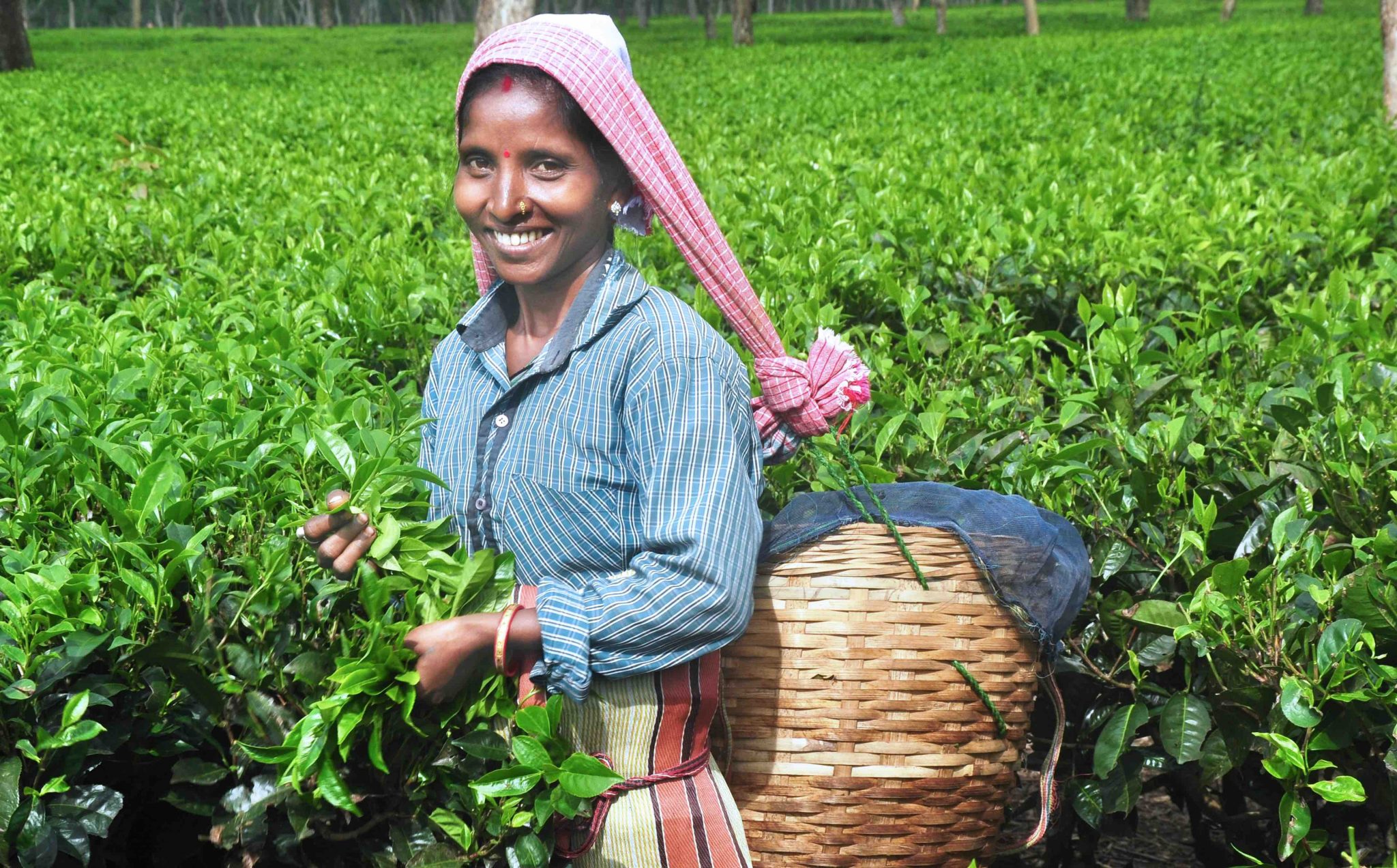 Celebrating ‘chai’ on International Tea Day 2021 - Solidaridad