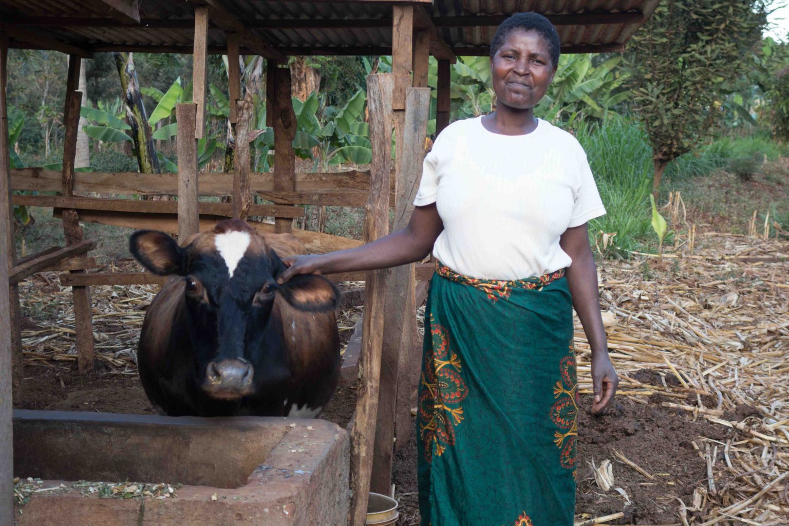 Livestock & dairy - Solidaridad Network