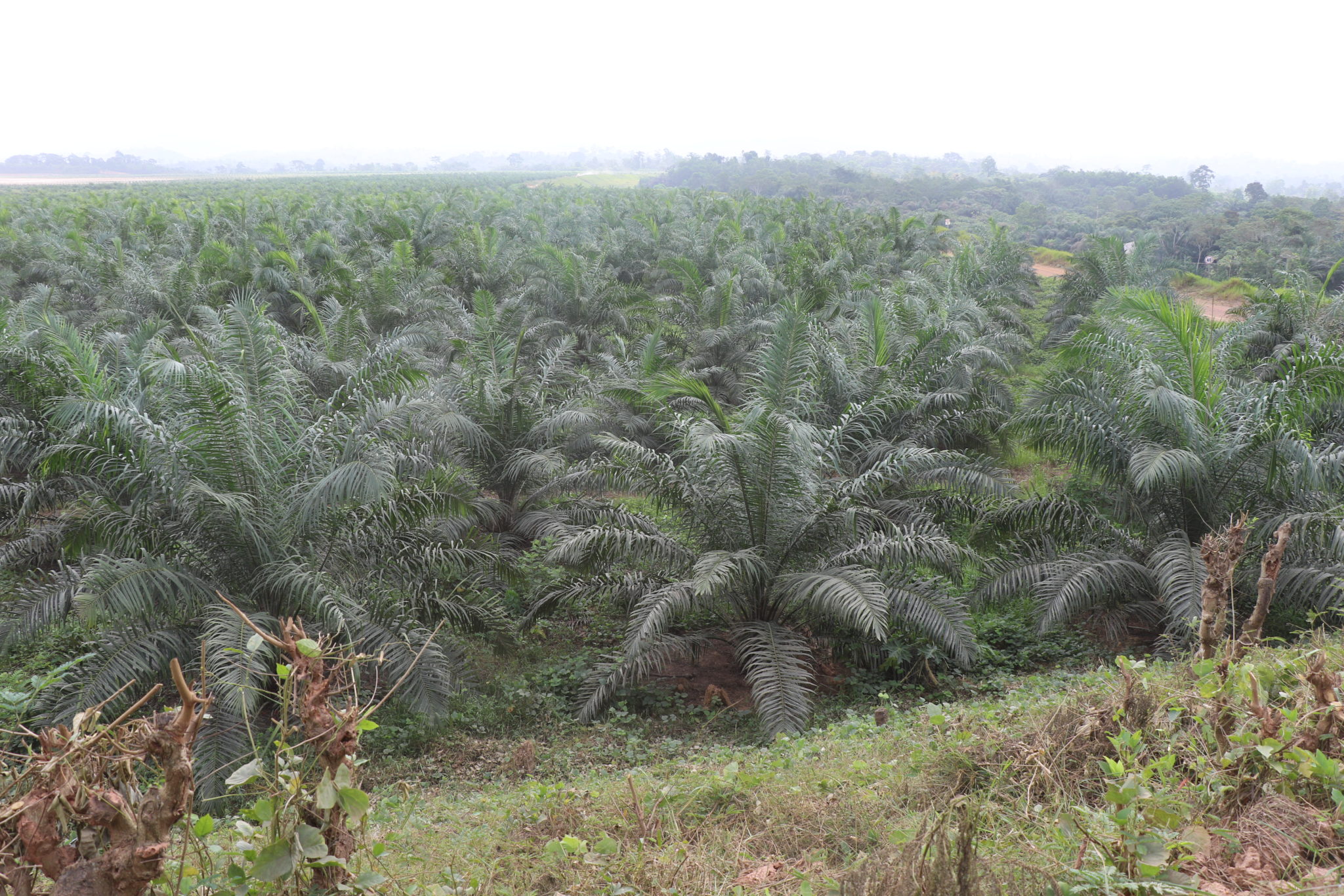 oil-palm-to-the-rescue-of-degraded-mine-sites-solidaridad-network