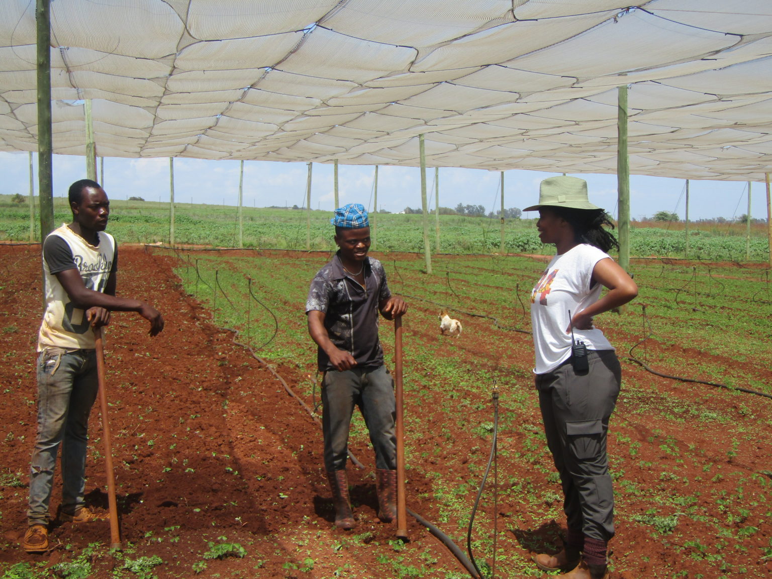 Agroecology: Is This A Pathway Towards Africa's Food Systems ...