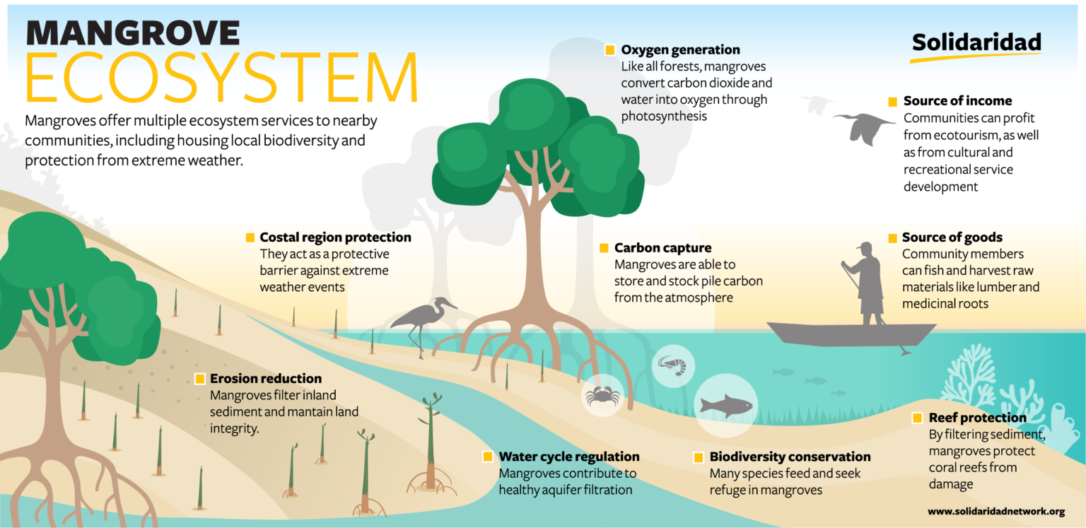 Banding Together To Conserve & Restore Mangrove Habitat - Solidaridad ...