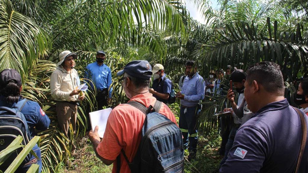 Sustainable agriculture practices for southern Mexico’s palm ...