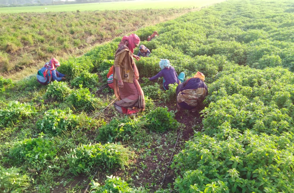 The Future Of High Value Medicinal Aromatic Plants Solidaridad Network