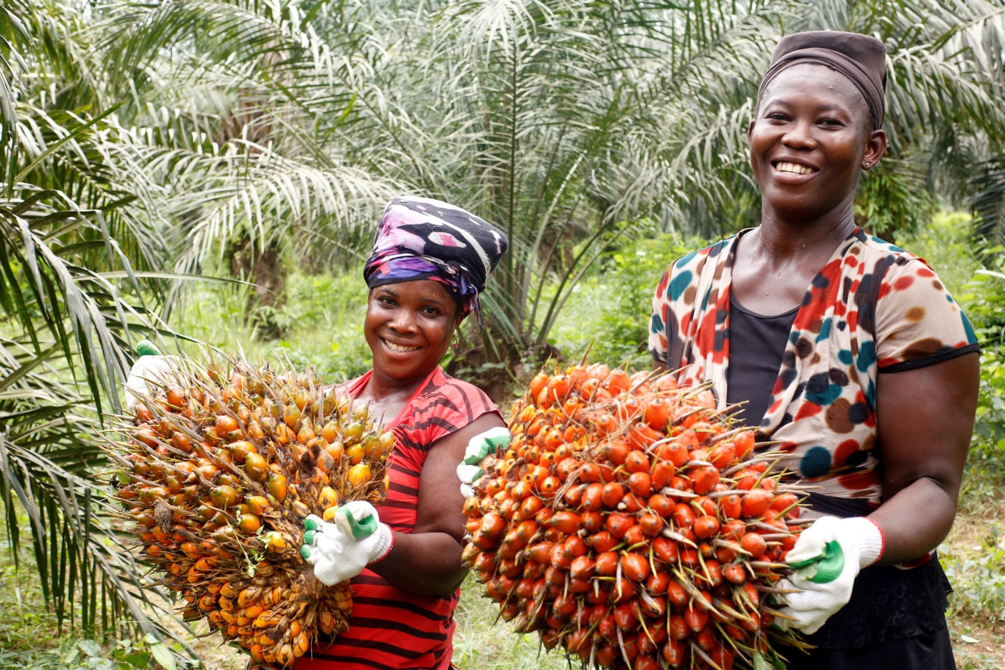 first-palm-oil-barometer-challenges-negative-public-perception-on-palm