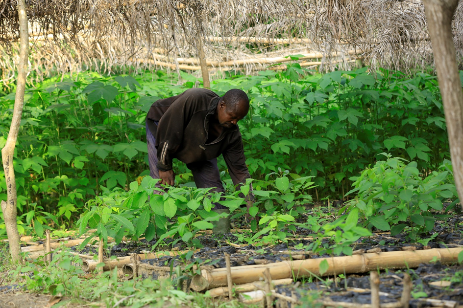 Cocoa farmer tends to a tree nursery in Côte d’Ivoire