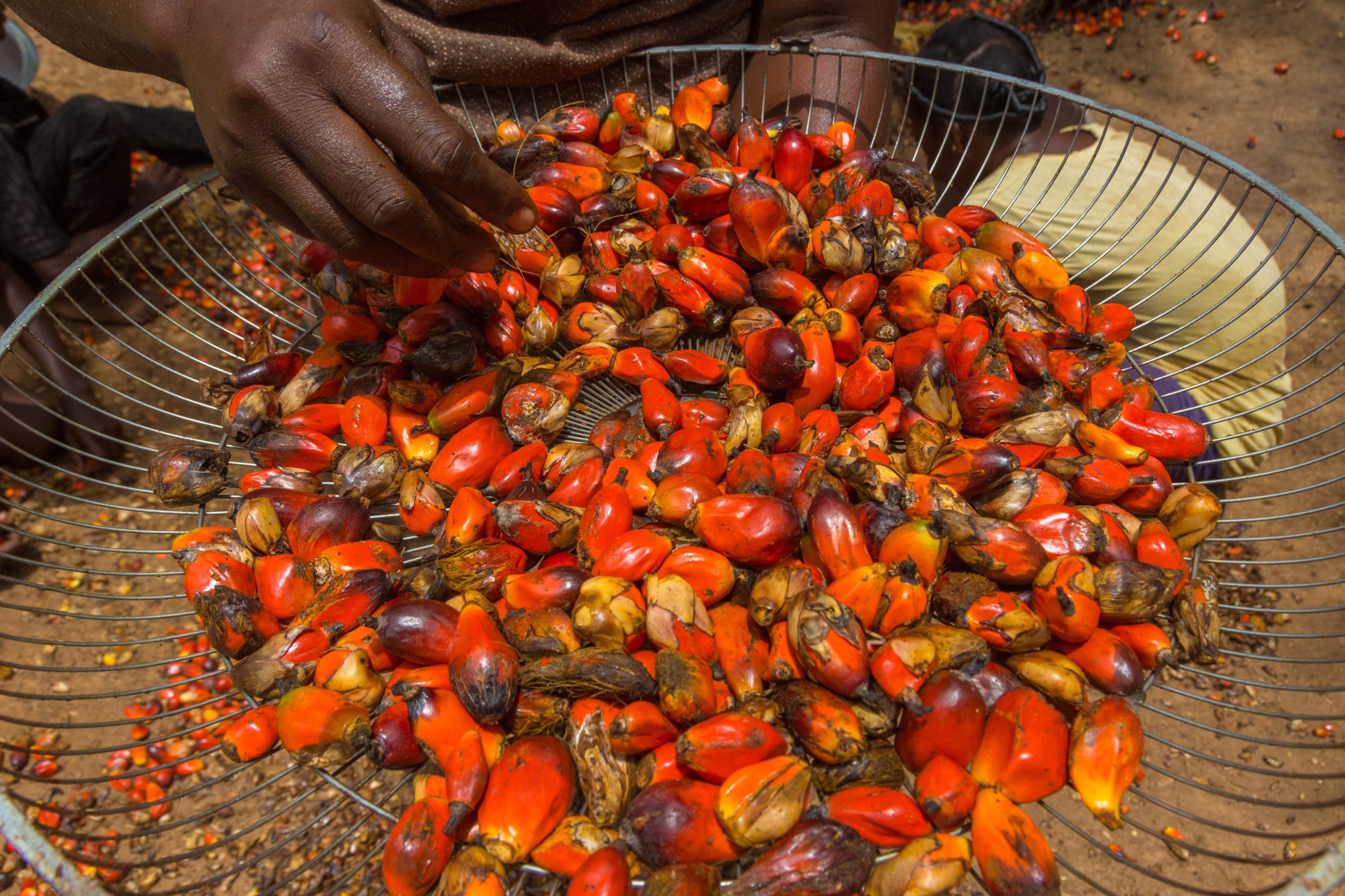 The real palm oil problem: it's not just in your food