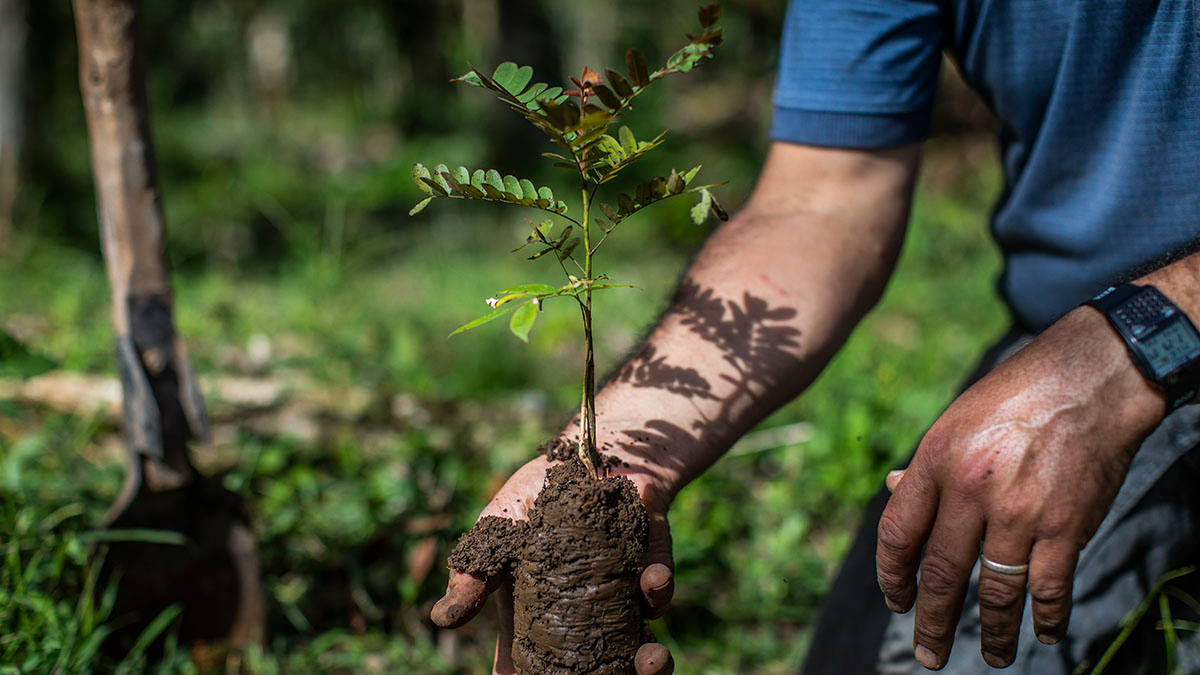 Coffee And Cocoa Farmers Respond To Climate Change With Agroforestry ...