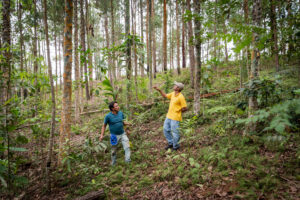 coffee farmers among coffee trees