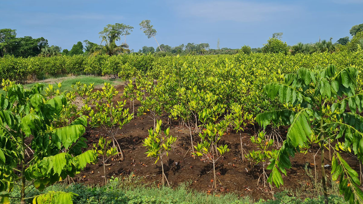 Banding Together To Conserve & Restore Mangrove Habitat - Solidaridad ...