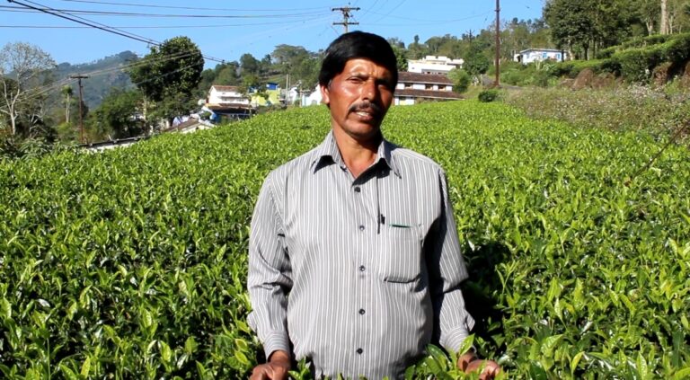Seeking a better price and a consumer connection, small-scale growers & tea brand turn to traceability solution