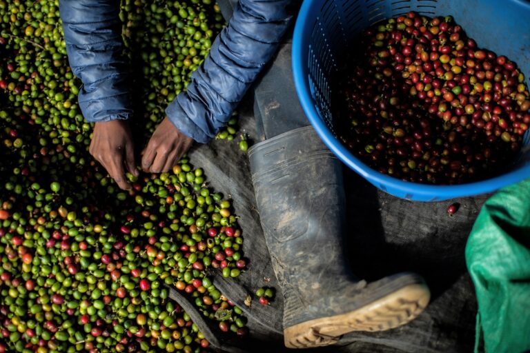 Research reveals coffee industry’s current economic model not viable for all