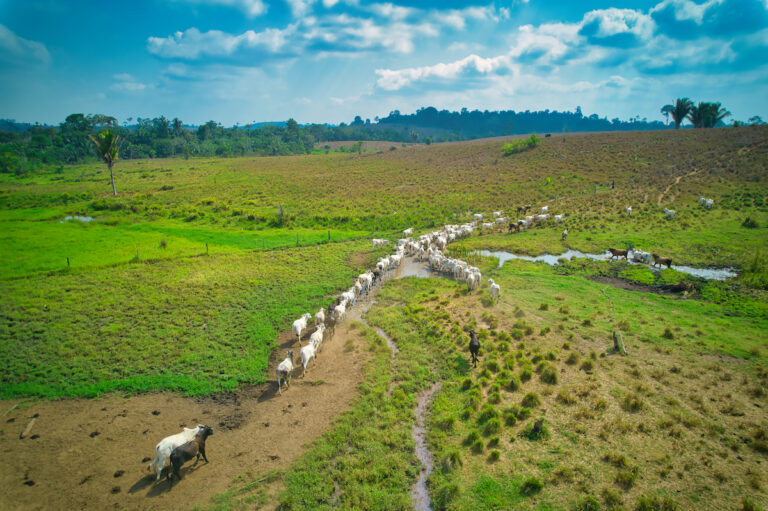 Small-scale producers in South America navigate new EU rules on deforestation