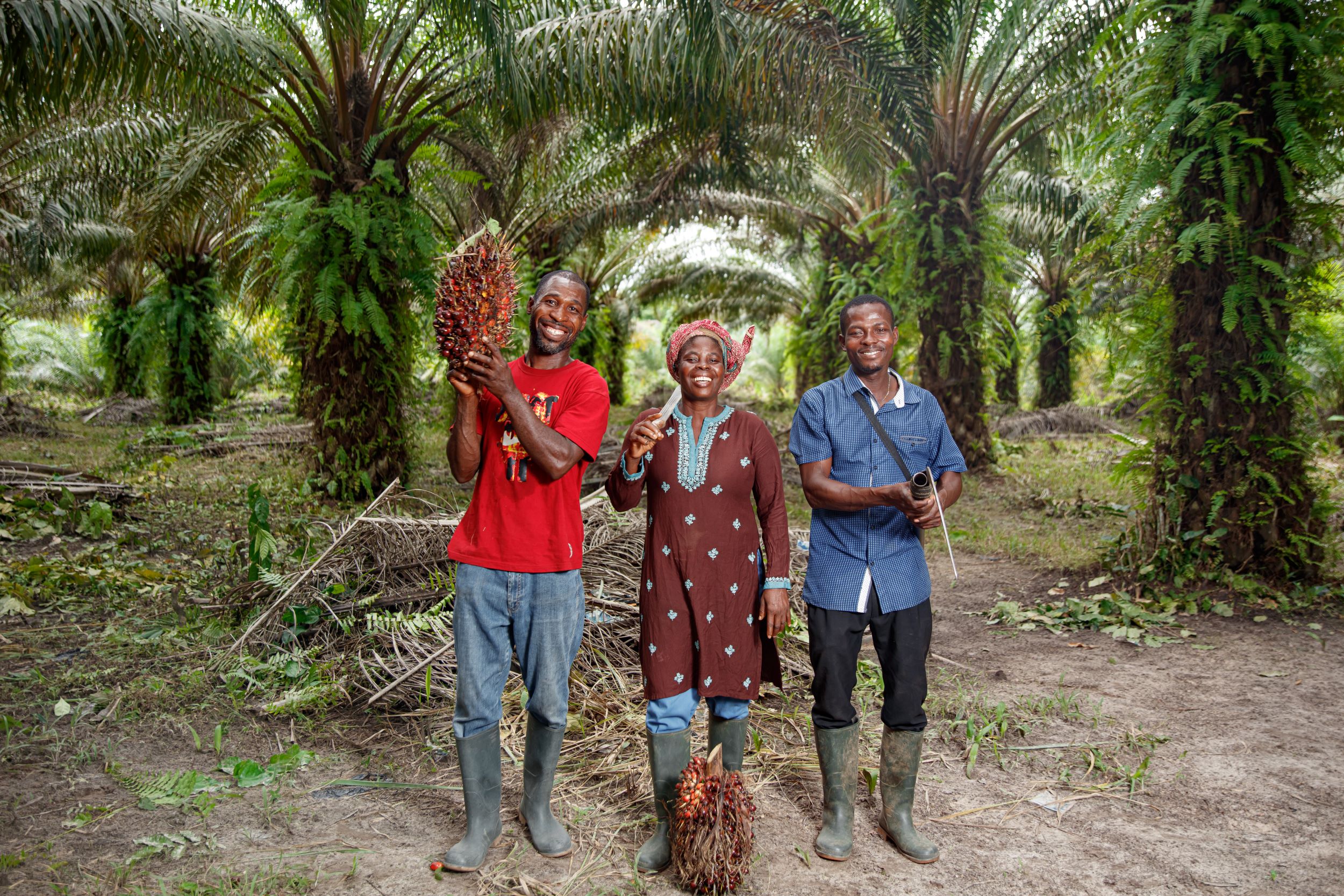 oil palm farmers Ghana