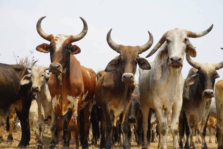 Collaborative effort supports sustainable solutions for Zambian livestock farmers