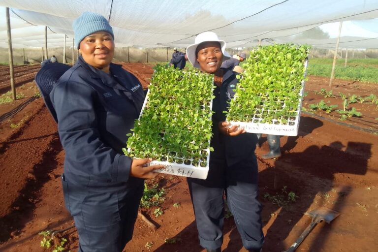 Celebrating the Transformation of Horticultural Value Chains in South Africa