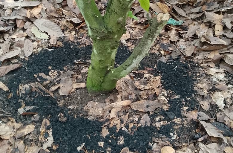 Biochar spread around the base of a cocoa tree in Ghana