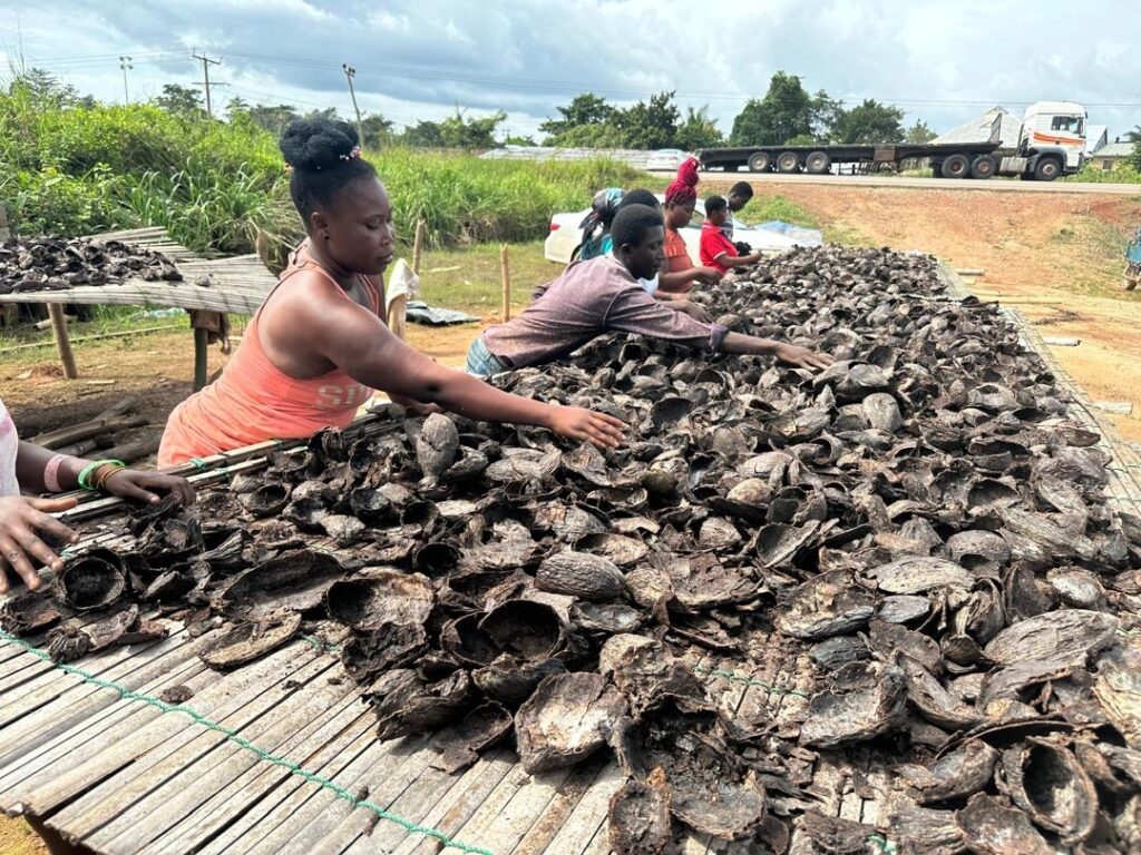 Women in Ghana sorting drying cocoa pod husks for biochar production