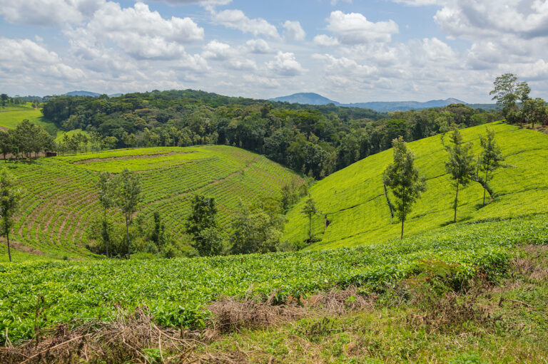 Boosting profits: The case for value addition among Kenyan tea growers