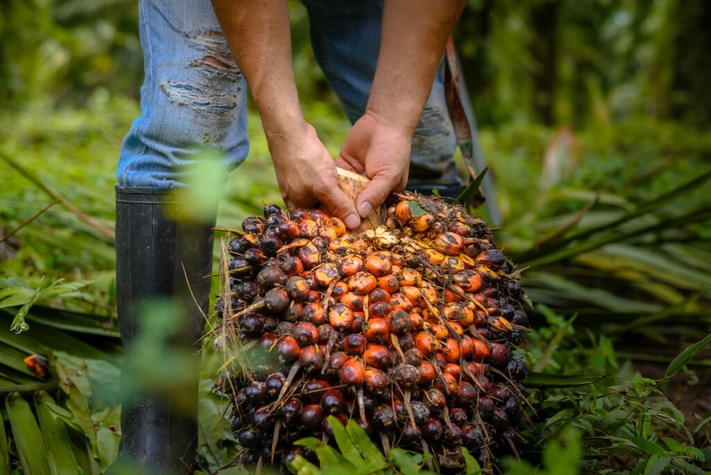 haresting fresh fruit bunches on an oil palm farm in Peru