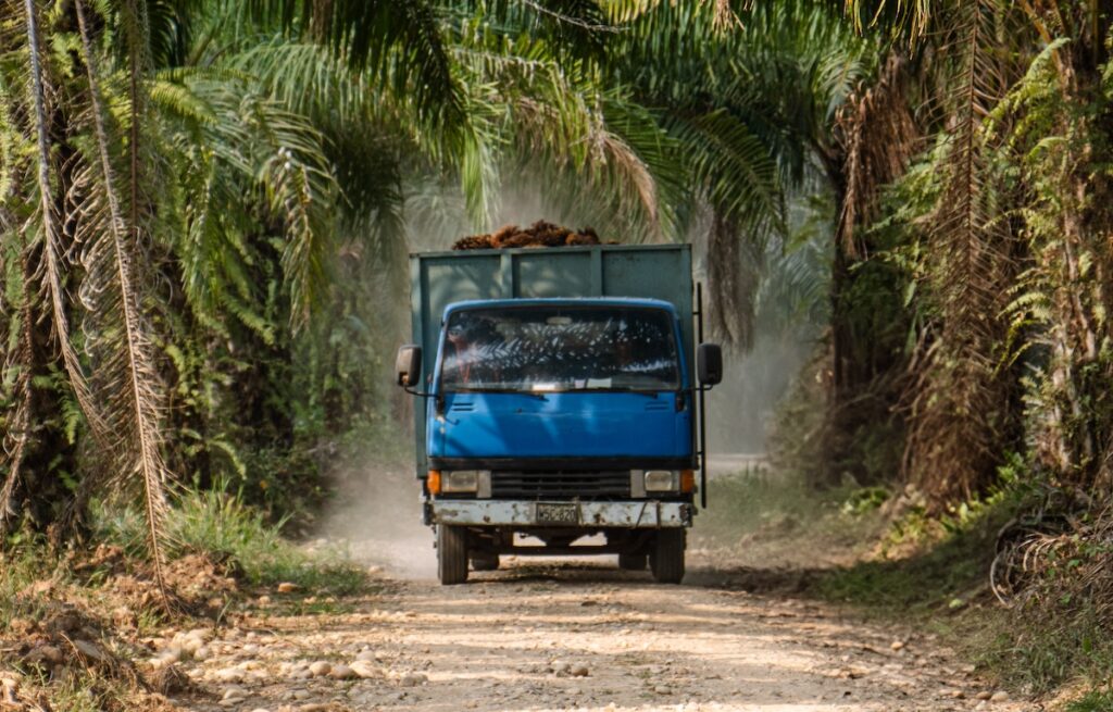 A truck picks ups oil palm fresh fruit bunches for processing